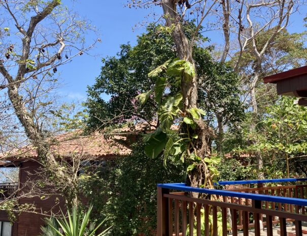 Private beachfront villa with ocean views and wraparound terrace on Saboga Island, Panama by Bannaba Stays (22)