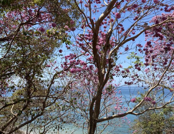 Private beachfront villa with ocean views and wraparound terrace on Saboga Island, Panama by Bannaba Stays (22)